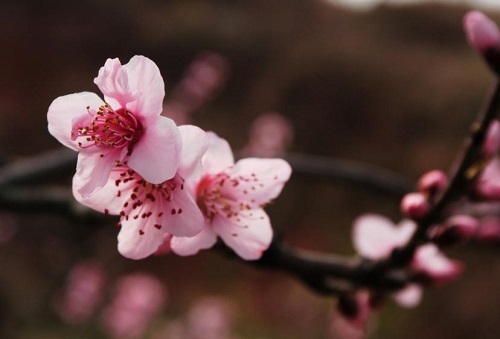 桃花对我仅存的回忆